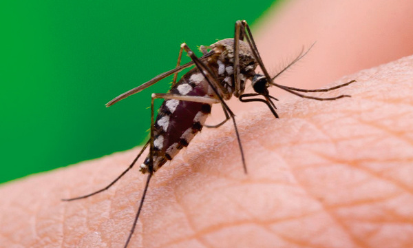 Salud reporta aumento de casos de chikungunya - OviedoPress