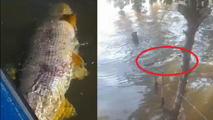 Preocupa mortandad de peces en la zona de Ayolas y Coratei