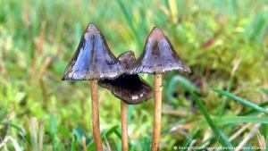 Tratamiento con hongos alucinógenos tiene un "impacto significativo" en combate contra la depresión