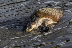Liberan en Nicaragua 1.058 tortugas paslama, especie en peligro - Mundo - ABC Color