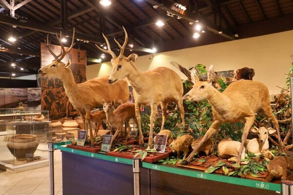 El Museo de Yacyretá formará parte de una nueva edición de “La Noche de los Museos”, el próximo 19 de noviembre