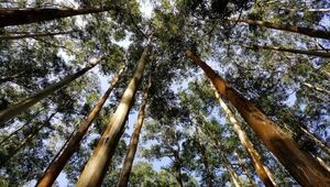 Planta y plata: En una década industria forestal puede generar ingresos de US$ 1.000 millones/año por exportación