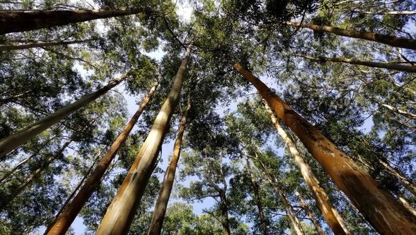 Planta y plata: En una década industria forestal puede generar ingresos de US$ 1.000 millones/año por exportación
