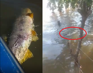 Preocupa mortandad de peces en la zona de Ayolas y Coratei