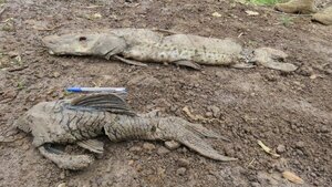 Mortalidad de peces en Ayolas sería porque habrían quedado atrapados en espineles
