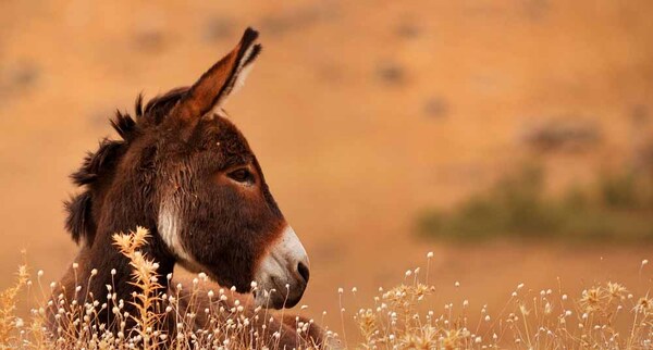 EL BURRO Y LA LLUVIA - La Voz del Norte