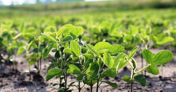 La Nación / Entusiasmo por repunte agrícola se acentúa con 72% de avance en siembras tras lluvias a octubre