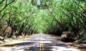 Limpian «túnel verde» en Santa Rita