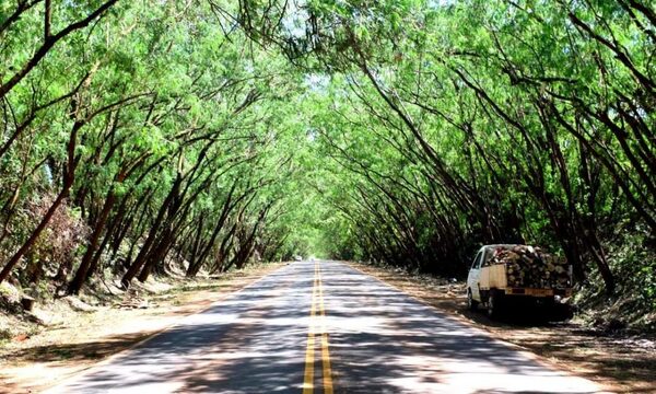 Limpian «túnel verde» en Santa Rita