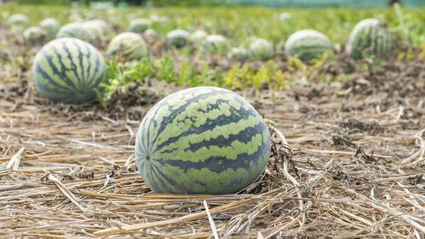 Clima húmedo retrasa maduración de algunas frutas