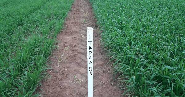La Nación / Cafyf destaca uso de drones para la aplicación de defensivos agrícolas