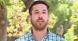 La Nación / ¡Insólito!, un periodista fue robado por un loro durante una transmisión
