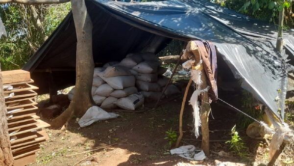 Desmantelan casi tres toneladas de droga en la Reserva San Rafael