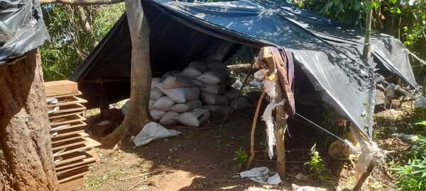 Diario HOY | Encuentran casi cuatro toneladas de marihuana en los montes de la Reserva San Rafael