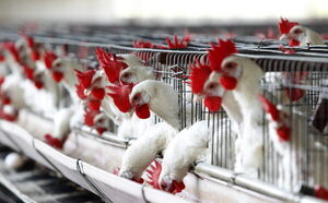 México detecta 296.000 aves con influenza y aplica medidas contraepidémicas - MarketData