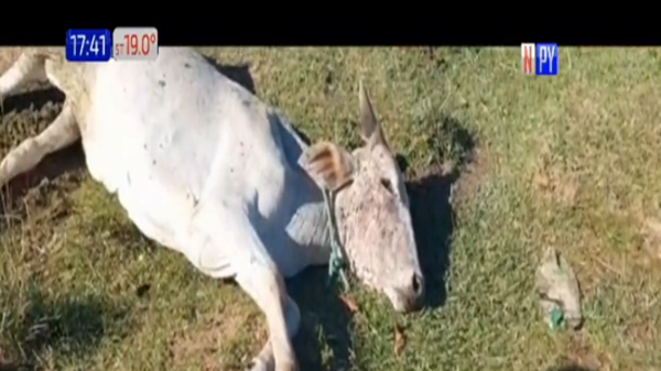 Pobladores de Paraguarí preocupados ante extraña muerte de animales - Paraguaype.com