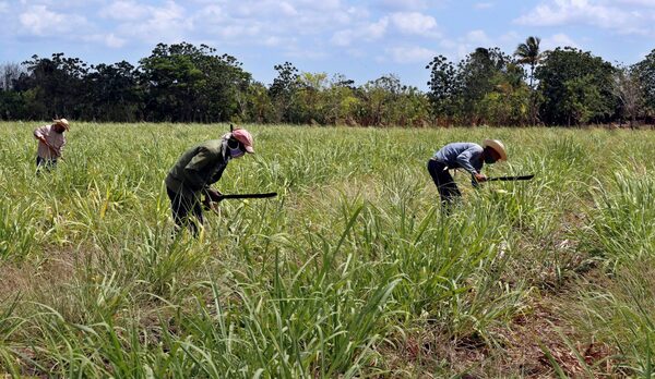 La siembra de caña prevista en Cuba alcanza apenas el 41 % del plan - MarketData