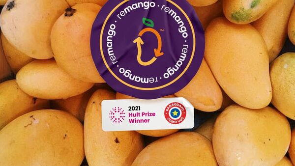 Mangos: Sepa cómo generar ingresos con estas frutas desperdiciadas