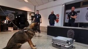 Quería llevar drogas en su maleta y lo detuvieron