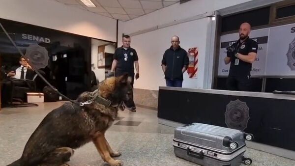 Quería llevar drogas en su maleta y lo detuvieron