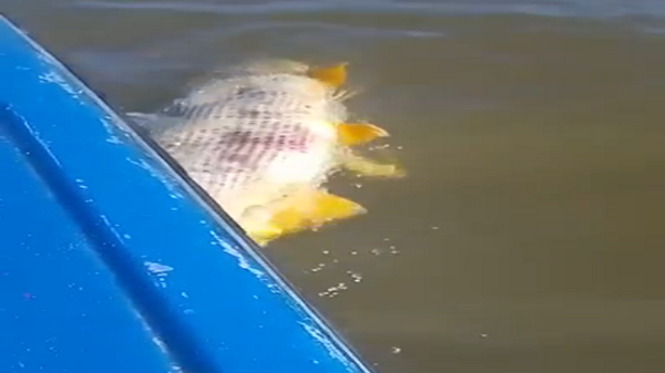Pescadores de Ayolas y Coratei preocupados ante mortandad de peces - Paraguaype.com
