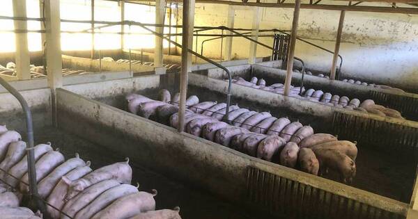 La Nación / Productores aguardan suba de precios a fin de año