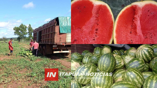 PRODUCTORES DE SANDÍA LOGRAN BUENAS VENTAS Y SE PREPARAN PARA LAS FIESTAS