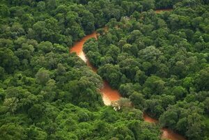 Paraguay, camino a la devastación de los últimos bosques  por inacción  - Nacionales - ABC Color