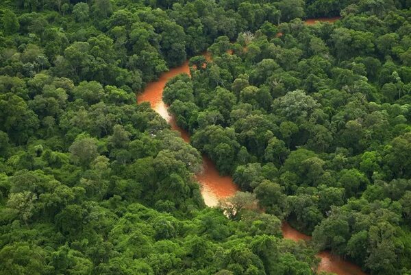 Paraguay, camino a la devastación de los últimos bosques por inacción - Nacionales - ABC Color
