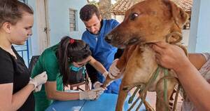 La Nación / Municipalidad de Asunción lleva atención veterinaria al barrio San Pablo