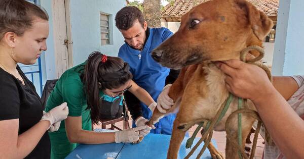 La Nación / Municipalidad de Asunción lleva atención veterinaria al barrio San Pablo