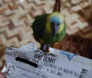 ¡No fue el ex, fue el loro quien dejó sin entrada para Bad Bunny!