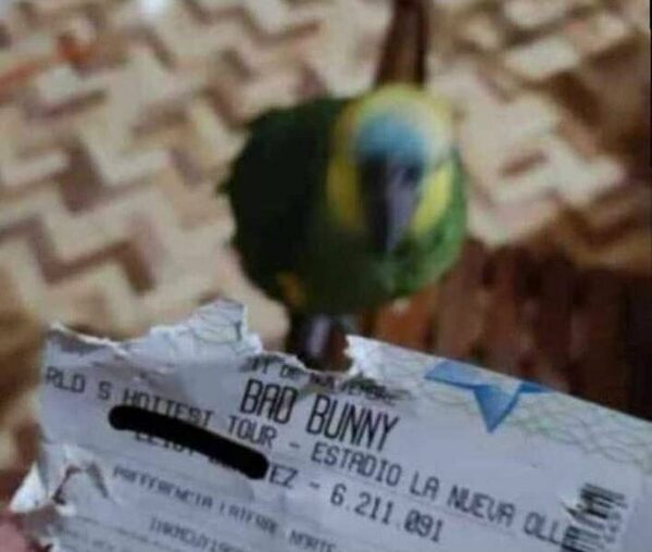 ¡No fue el ex, fue el loro quien dejó sin entrada para Bad Bunny!