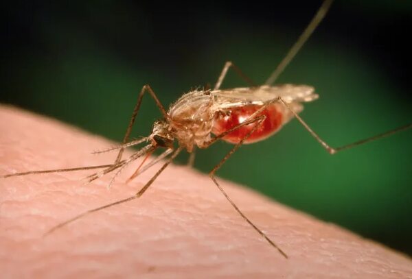 Malaria: un país libre de su transmisión “es una misión conjunta”, recuerda Salud Pública - Nacionales - ABC Color