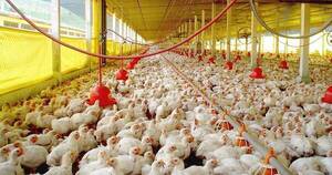 La Nación / Exportaciones de productos avícolas estuvieron impulsadas por dificultad de la venta local, afirma Avipar