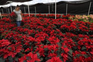 Floricultores mexicanos preparan cosecha de flor de Nochebuena - MarketData