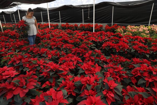 Floricultores mexicanos preparan cosecha de flor de Nochebuena - MarketData