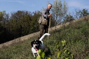 A cuatro patas: unos 5.000 ‘perregrinos’ hacen el Camino de Santiago cada año - Mascotas - ABC Color