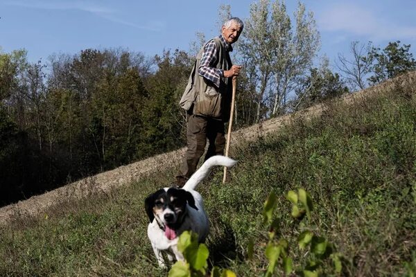 A cuatro patas: unos 5.000 ‘perregrinos’ hacen el Camino de Santiago cada año - Mascotas - ABC Color