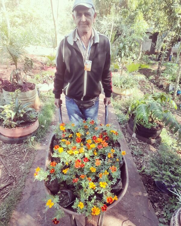 Alta producción de ornamentales en vivero municipal - Noticde.com