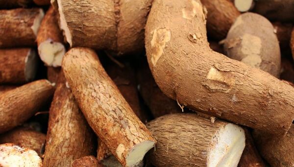 Mandioca: El alimento ancestral enfrenta un año duro a raíz de la sequía, plagas y enfermedades