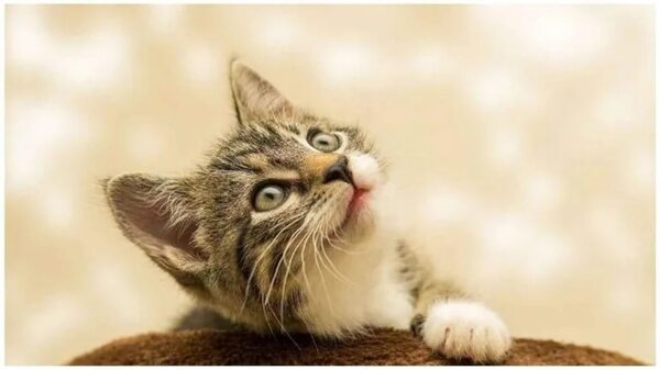 Mascotas: quince virtudes ocultas de los gatos - Mascotas - ABC Color