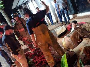 Crónica / [VIDEO] El emotivo rescate de una yegua que se cayó en un pozo ciego