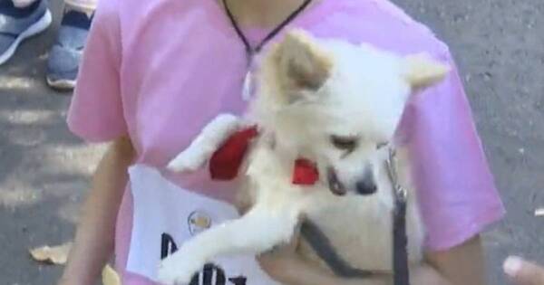 La Nación / Coco Tekaka’i, el llamativo nombre de un perro en el barrio San Pablo