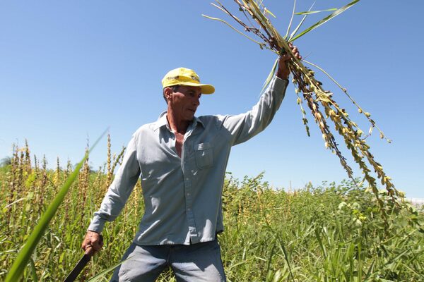 Sesameros aguardan cosechar cerca de 75.000 hectáreas este año - Noticde.com