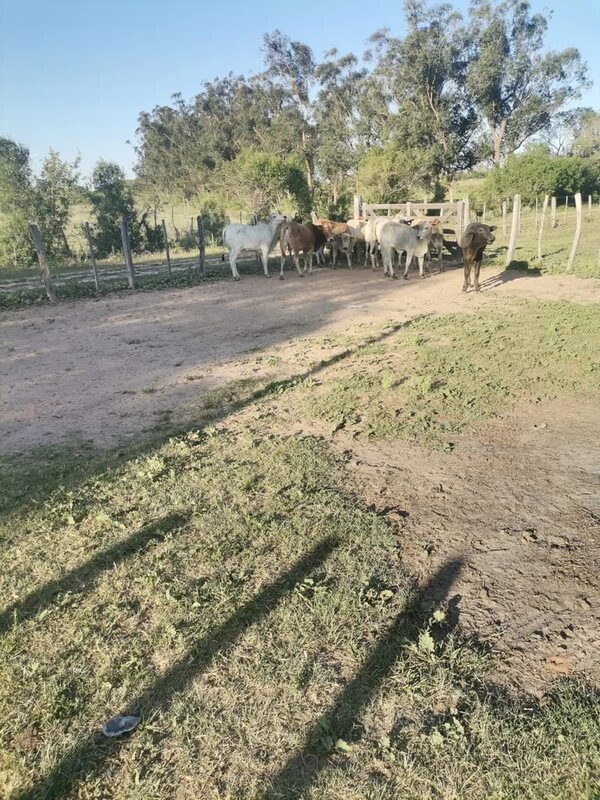 Un joven habría falsificado la firma de su abuelo para vender 15 vacas - Policiales - ABC Color