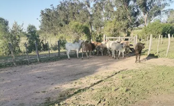 Un joven habría falsificado la firma de su abuelo para vender 15 vacas - Noticiero Paraguay