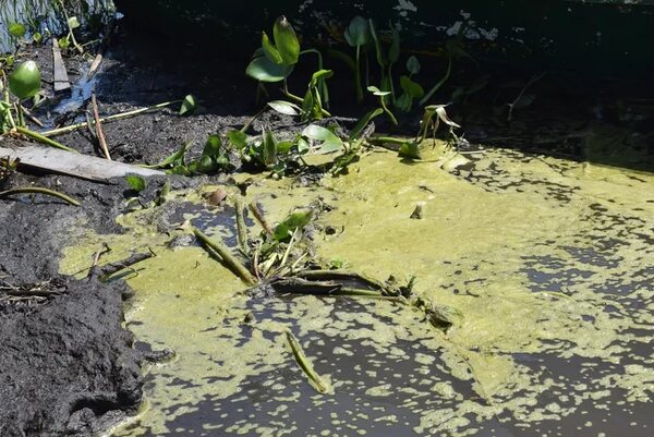 Algas verdes que florecen en la playa de Areguá no son tóxicas, según Conalaypa - Nacionales - ABC Color
