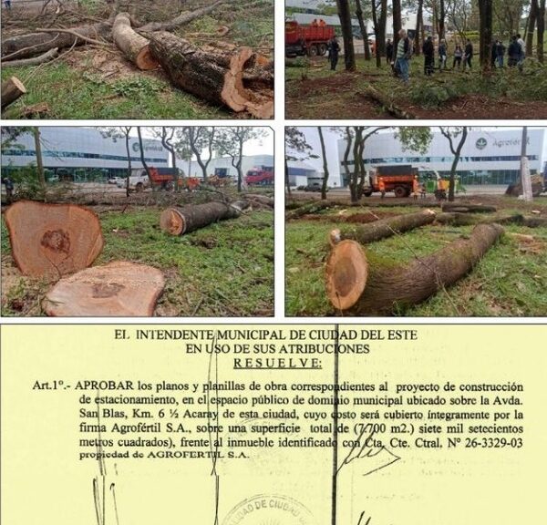 Ni un solo informe que tiene Prieto justifica hasta ahora la criminal tala
