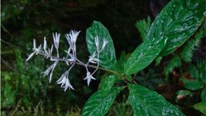 Hallan nueva especie de planta en bosque de Perú